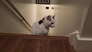 Kitty chases spring toys down the stairs!