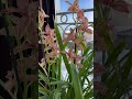 Оце так знахідка😍новинка цимбідіум❤️‍🔥#flowers #orchid #cymbidium #beautiful #орхідеї # цимбідіум#