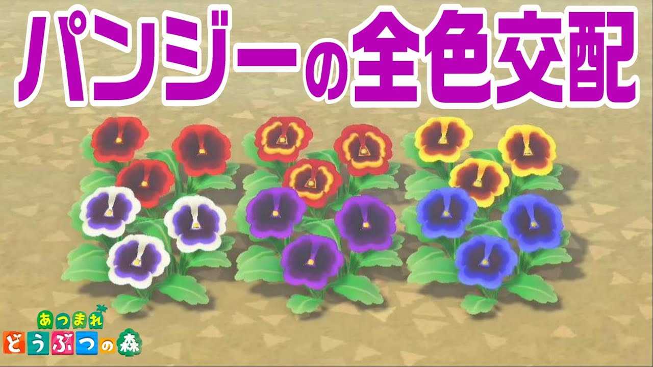 すぐわかるヒヤシンスの全色の作り方 交配手順表つき 花の交配 あつ森 Youtube