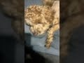 #pets #cute
