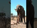 A big elephant broke the tree. #elephant #viral #trending #youtubeshorts #ai #money #coolvideo