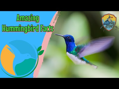 Video: Co je kolibřík – zjistěte více o opylovačích kolibříků
