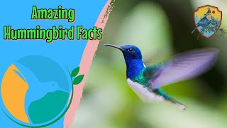 Amazing Facts About Hummingbirds | Educational Videos For Kids
