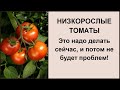 Низкорослые томаты: формирование, прищипывание, обрезка листьев - высокий урожай без особого труда!