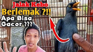 JALAK KEBO BERLEMAK APA BISA GACOR ??? || CARA MERAWAT BURUNG JALAK KEBO