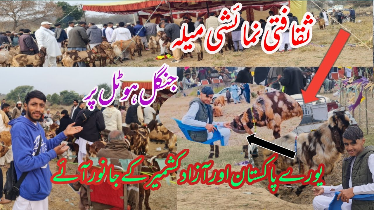 Beetal Goat Exhibition in Potohar | most EXPENSIVE 🐐 Goat |kashmiri vlog 