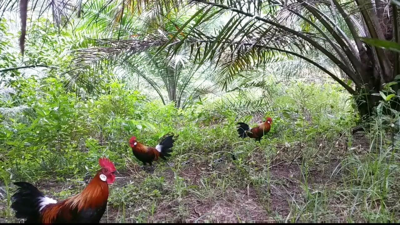 Pikat Ayam Hutan Merah Terbaru Dengan Hasil Yang Sangat Memuaskan 
