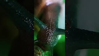 Snail Glasha 🐌 Haste makes waste. #asmr #macro #insects #nature