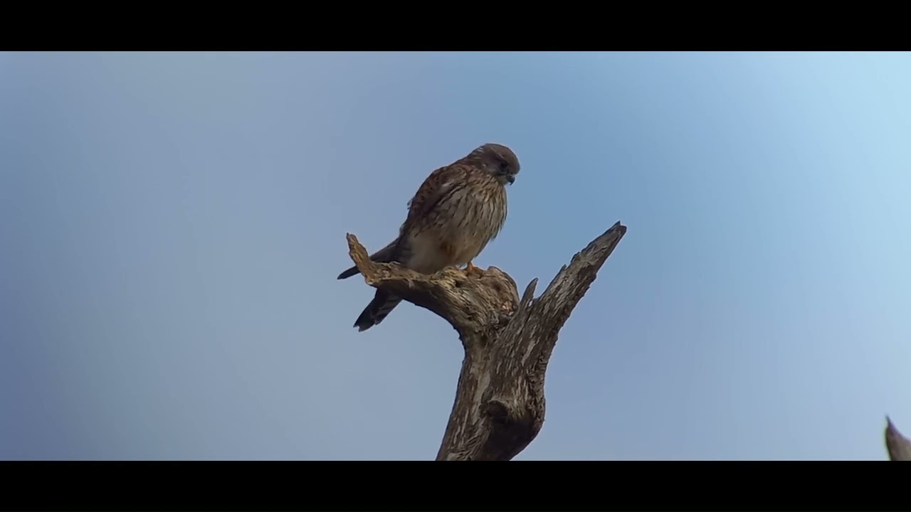 kestrel hen reedbeds montage