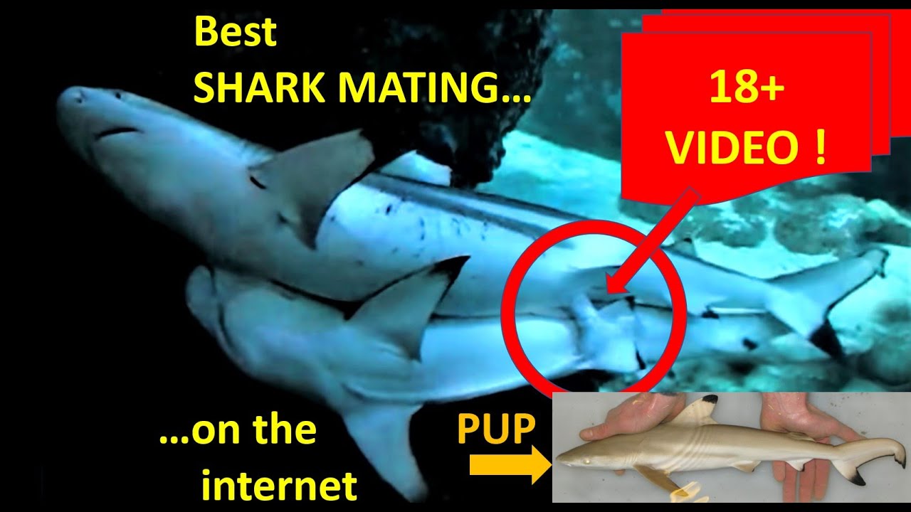 Best SHARK MATING footage on YouTube - YouTube