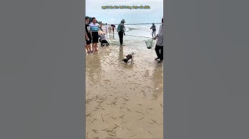 NGƯỜI DÂN KÉO LƯỚI TRÚNG ĐẬM CÁ TÔM