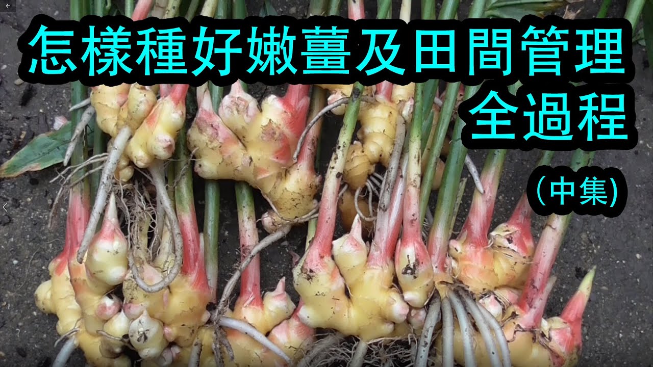 怎樣種好嫩薑及田間管理全過程 （中集 )