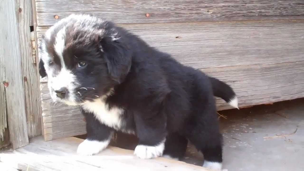 AKC Landseer Newfoundland Puppies 5 weeks old - YouTube