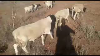 Dorper Sheep keeping || sheep for breeding ….Our Animal farm in Kenya Africa.