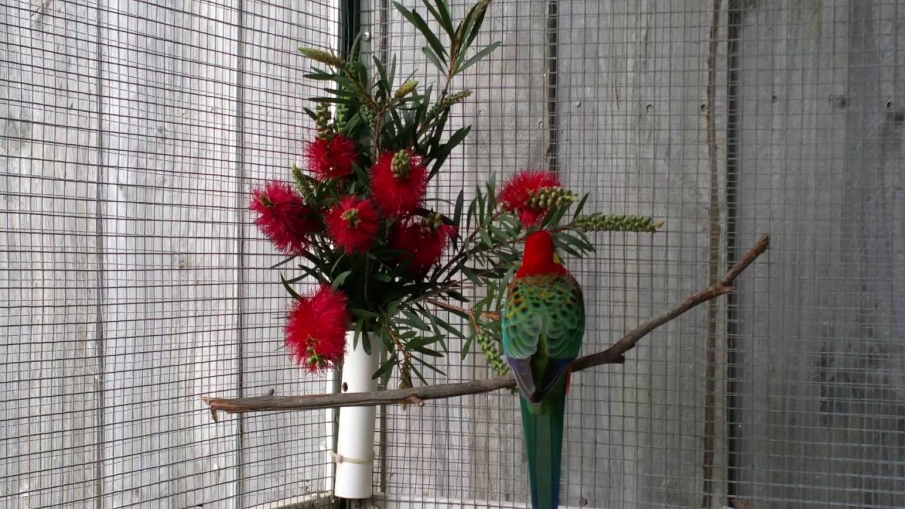 Male Western Rosella enjoying Bottlebrush 