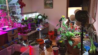Take 2: #GrowSeattle #GrowLab #Garden Live Hangout #7