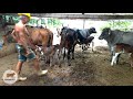 Cumpade Engenheiro Jeronimo Prendendo as Vacas no Curral pros Bezerros Mamarem a Tarde.