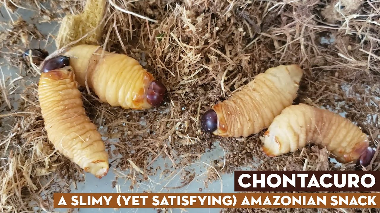 Chontacuro A Slimy (Yet Satisfying) Amazonian Snack YouTube