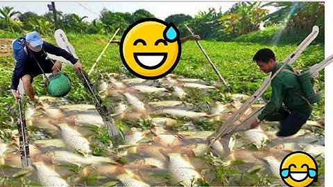 Đi Kích Cá Bất Ngờ Kích Trúng Ổ Cá Chép Nặng 50kg Cá Trong Nháy Mắt - Kích Cá Rô Phi Nước Sâu 25d