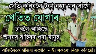 খেতিত আজিলৈকে হাজিৰা লগোৱা নাই। সকলো নিজে কৰিছে।Low cost farming in Assam।Rooftop farming in Assam