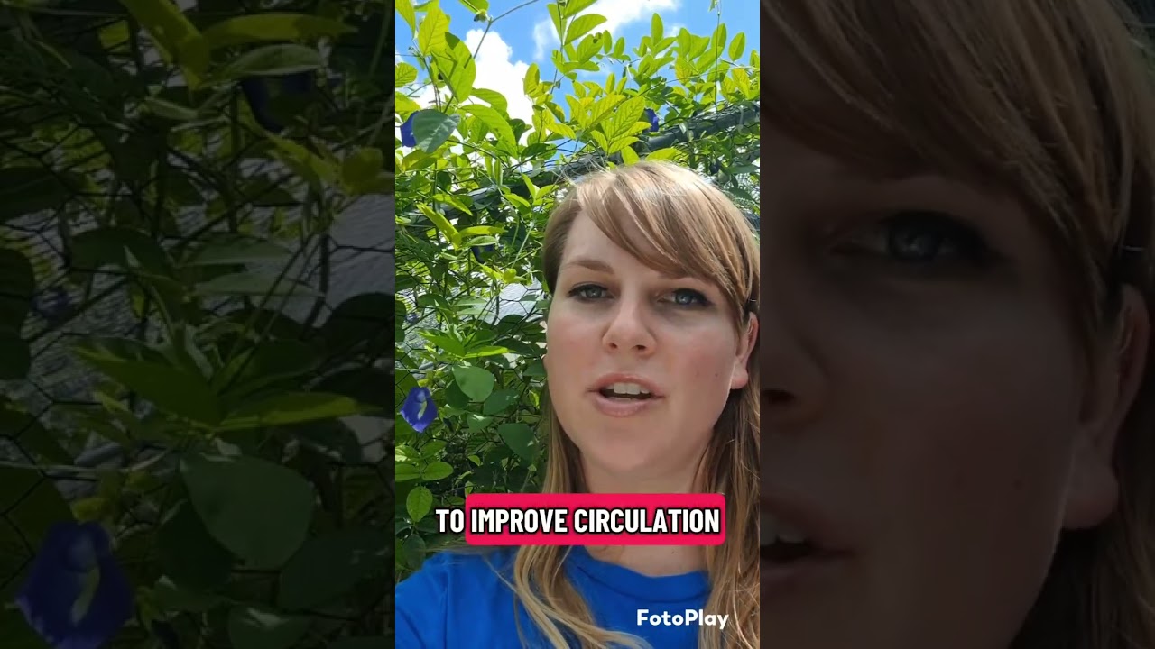 The Benefits of the Butterfly Pea Plant