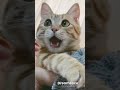 #歌う猫 #dreamface #cat #にゃんグラム #にゃんむるにゃんむ #にゃんぐる家族 #にゃんすたぐらむ #猫のいる暮らし #猫のいる生活 #保護猫 #猫好きさんと繋がりたい