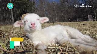 Top10 Relaxing and Calming Videos | Sleepy Pets
