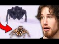 A Spider with Arachnophobia...