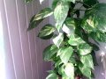Уход за комнатным растением - Эпипремнум. Выращивание его в вертикальном положении.