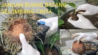 CARA PERBANYAK ANTHURIUM GELOMBANG CINTA DENGAN STEK BATANG