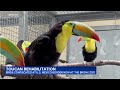 Rehabilitated toucans land at the Bronx Zoo