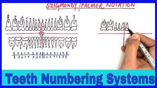 Tooth Numbering Systems / Dental Notations (Universal, Palmers and FDI tooth numbering systems)