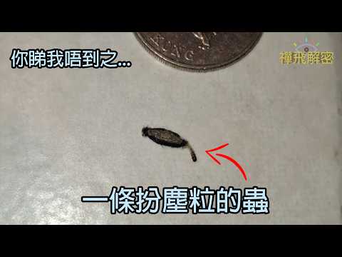 【一條扮塵粒的蟲】原來地下粒塵係蟲？😱 揭開衣蛾幼蟲真面目！EP392