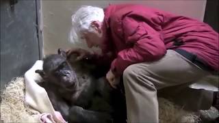 ➤ Älteste Schimpansin trifft alten Pfleger, dann passierte das ... || 7FAIL