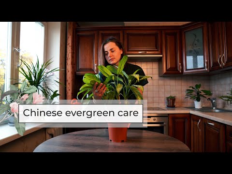 Video: Wie topft man einen chinesischen Evergreen um?