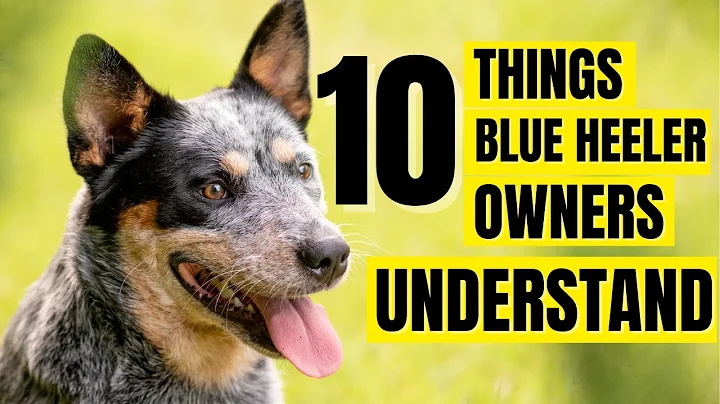 10 Things Only Blue Heeler Owners Understand