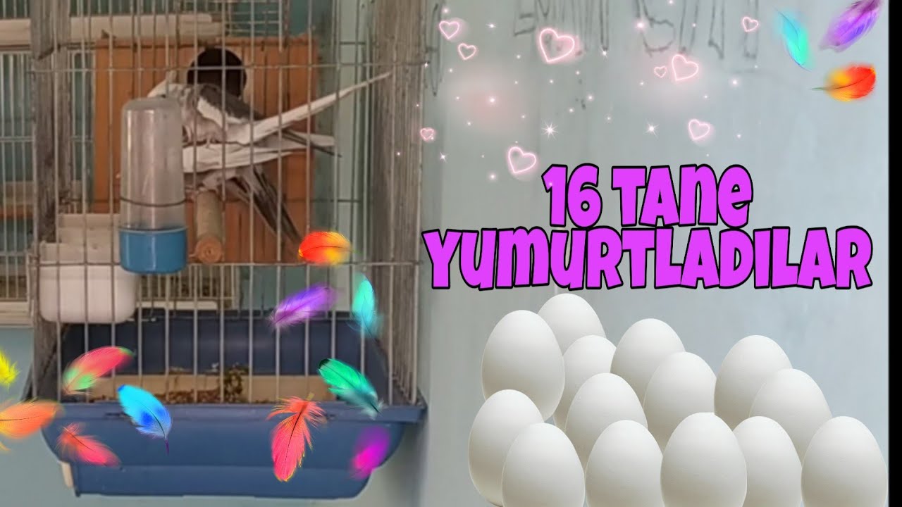 sultan papağanı çiftleştirme taktiği | 16 tane yumurtladılar