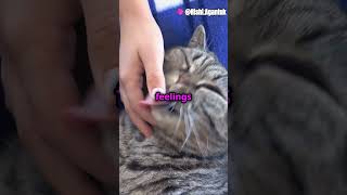 “Purrfect Stress Relief”   #stressrelief #cat #facts #animalcare #catlover #feline