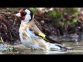 European Goldfinch bird drinking then takes a bath