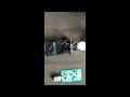 Eletreto no Phantom Power modificado
