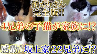 【感動】4兄弟の子猫が新しい家族に!?一体何が起きたのか?坂上家が18兄弟から22兄弟になる!?預かりさん《完全版》最終回