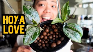 Hoya Updates, Repot, Propagations  Houseplant Chores  Hoyas in Pon and LECA