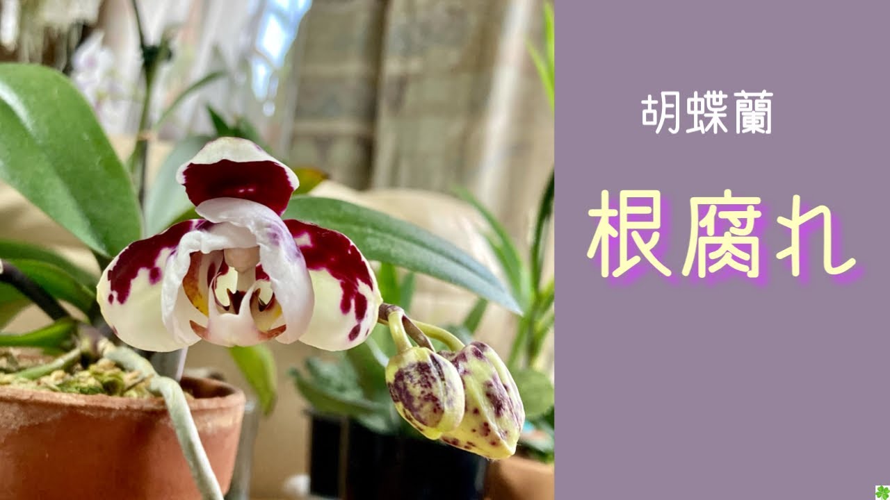 21年2月22日 フランスにお住いのｓさん宛動画です ミディ胡蝶蘭の根腐れ ダルメシアン パンダ 室温15度有り Youtube