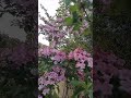 Вейгела (Weigela) в цвету