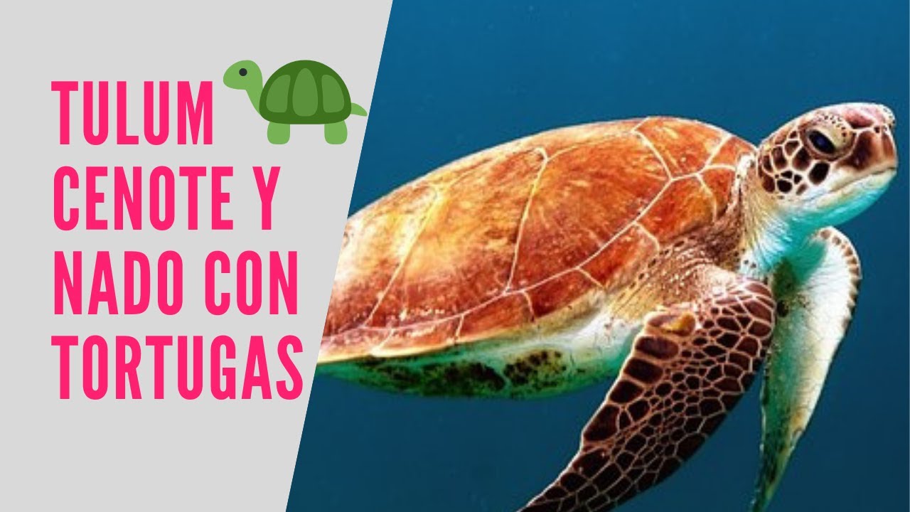 Que significa soñar con tortugas