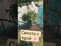 Синота с едой 🌸 #bootstrapisland #vr #game #survival #letsplay