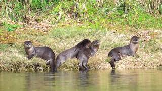River otters along the Oregon coast by Josh Havelind