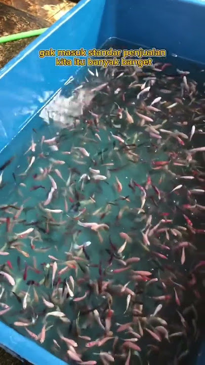Collecting Thousands of Rejected Betta Fish, What Should We Do With Them, Guys?