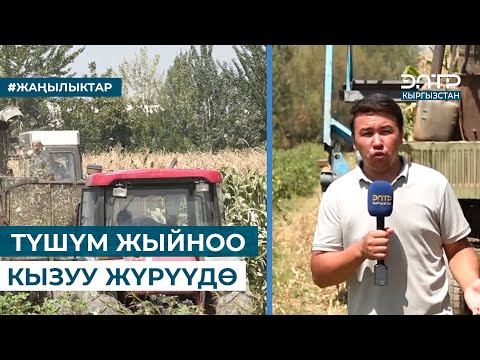 Video: Чычырканактын түшүм жыйноо убактысы - деңиз мөмөлөрү качан бышат жана аларды кантип тандоо керек