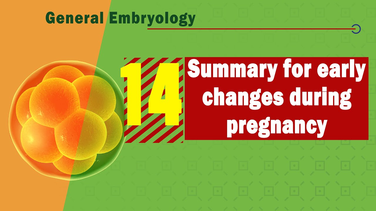𝟏𝟒. 𝐆𝐞𝐧𝐞𝐫𝐚𝐥 𝐞𝐦𝐛𝐫𝐲𝐨𝐥𝐨𝐠𝐲 𝐫𝐞𝐯𝐢𝐬𝐢𝐨𝐧 💌 👌(مراجعة عامة لعلم الأجنة)